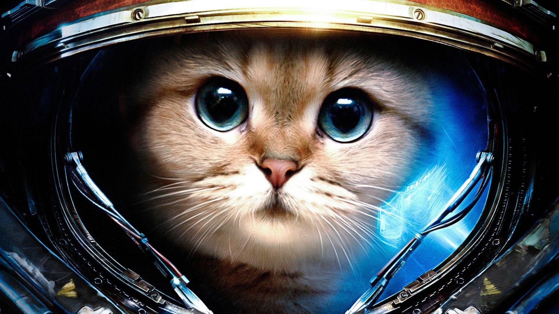Detail Gambar Cat Hd Nomer 47