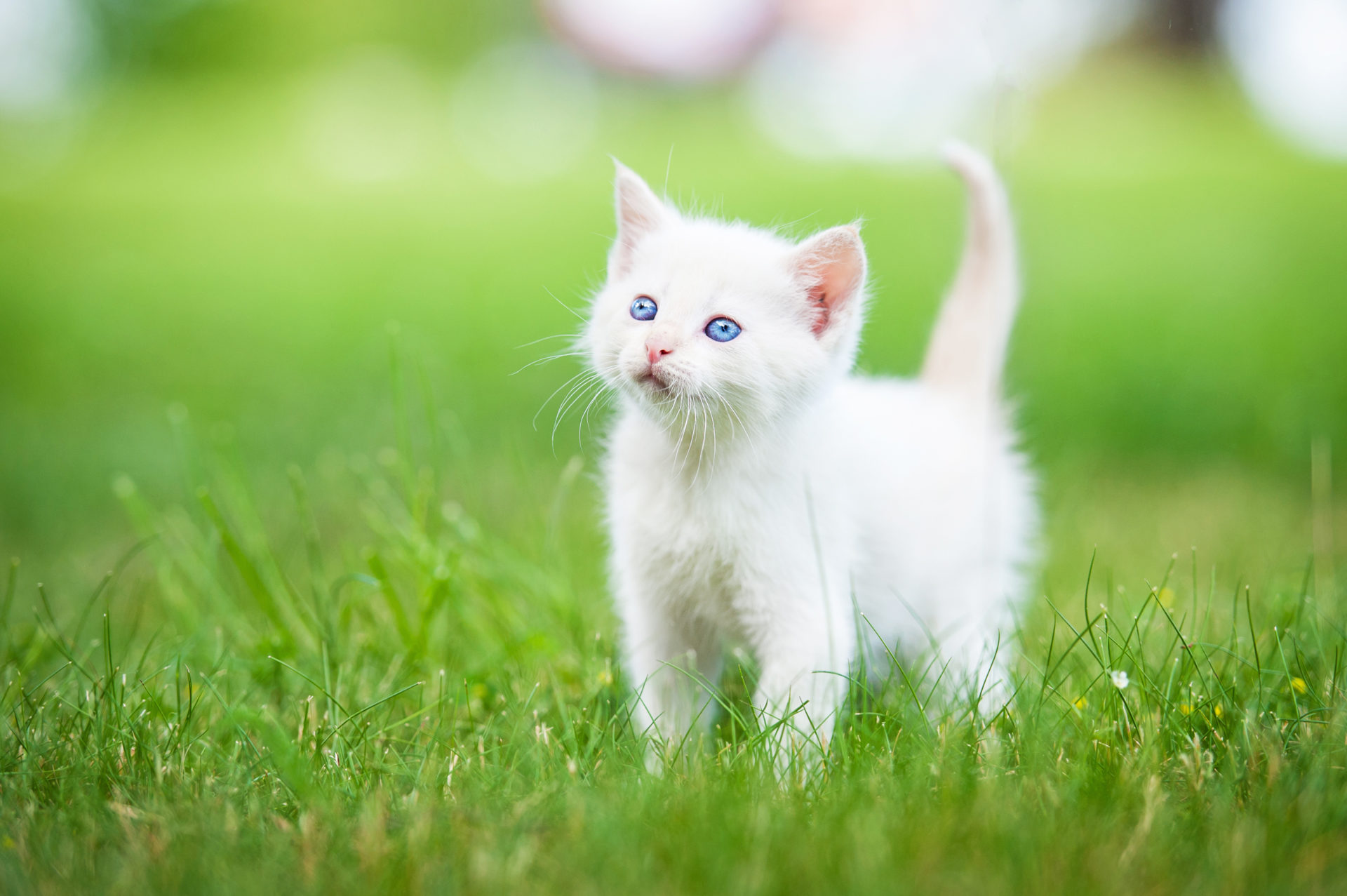 Detail Gambar Cat Hd Nomer 6