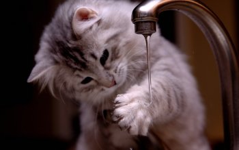 Detail Gambar Cat Hd Nomer 53