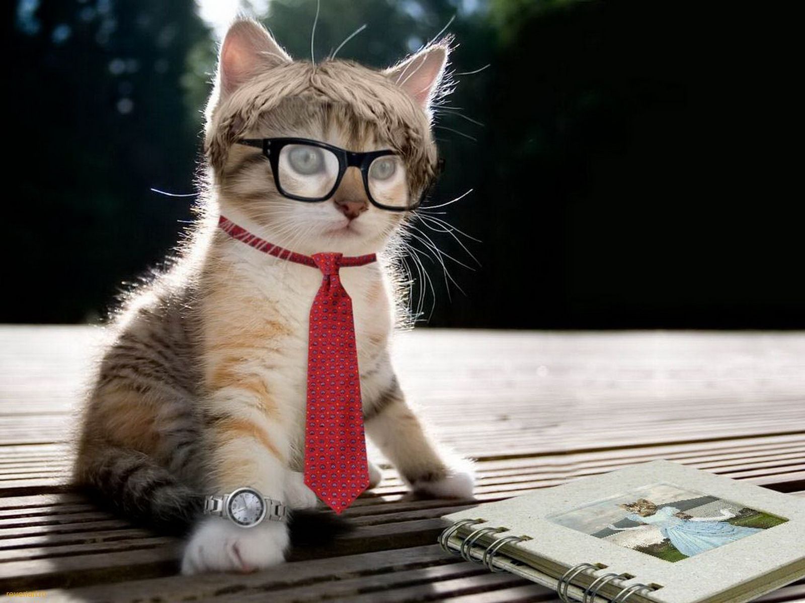 Detail Gambar Cat Hd Nomer 54