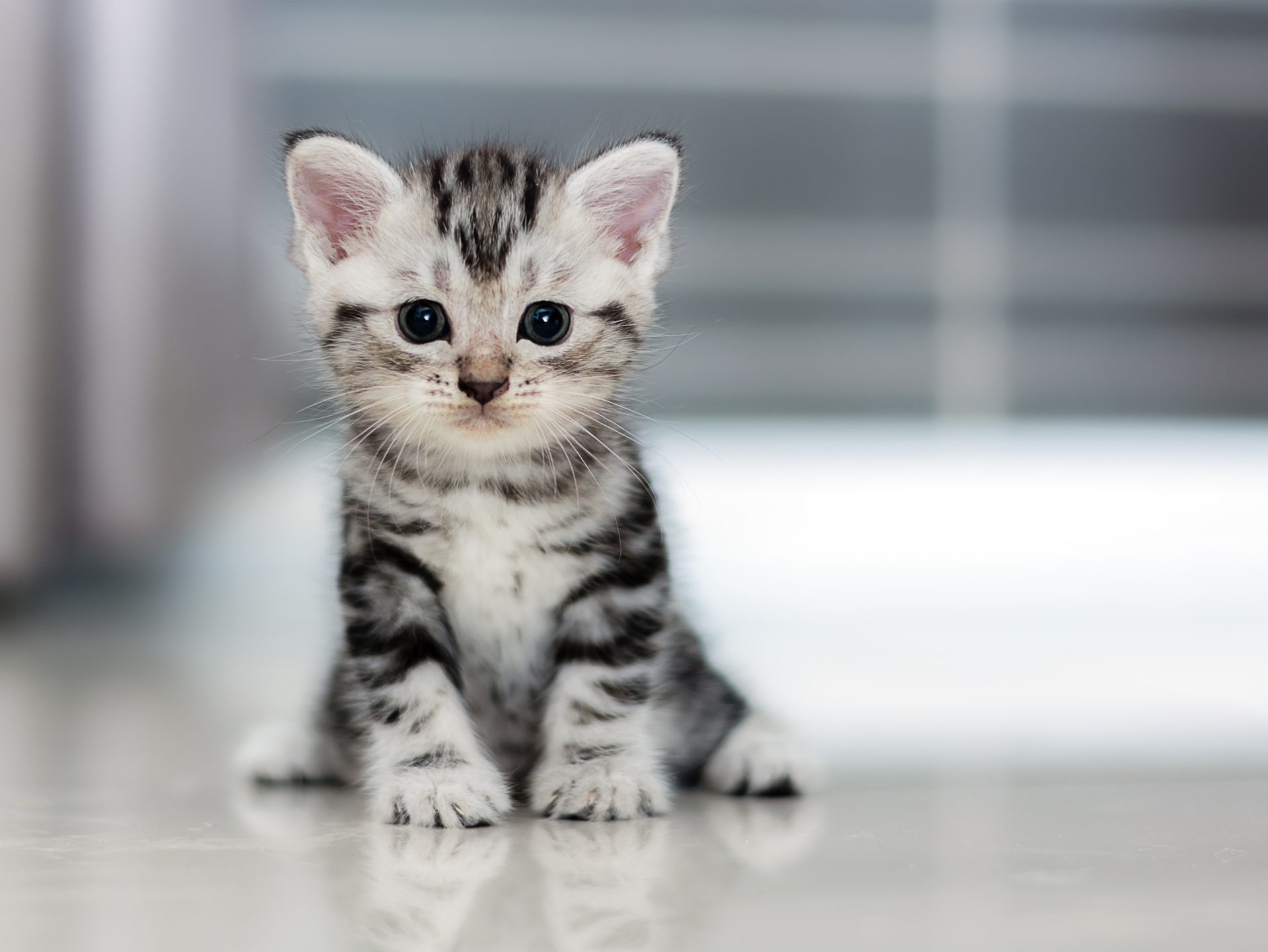 Detail Gambar Cat Hd Nomer 7