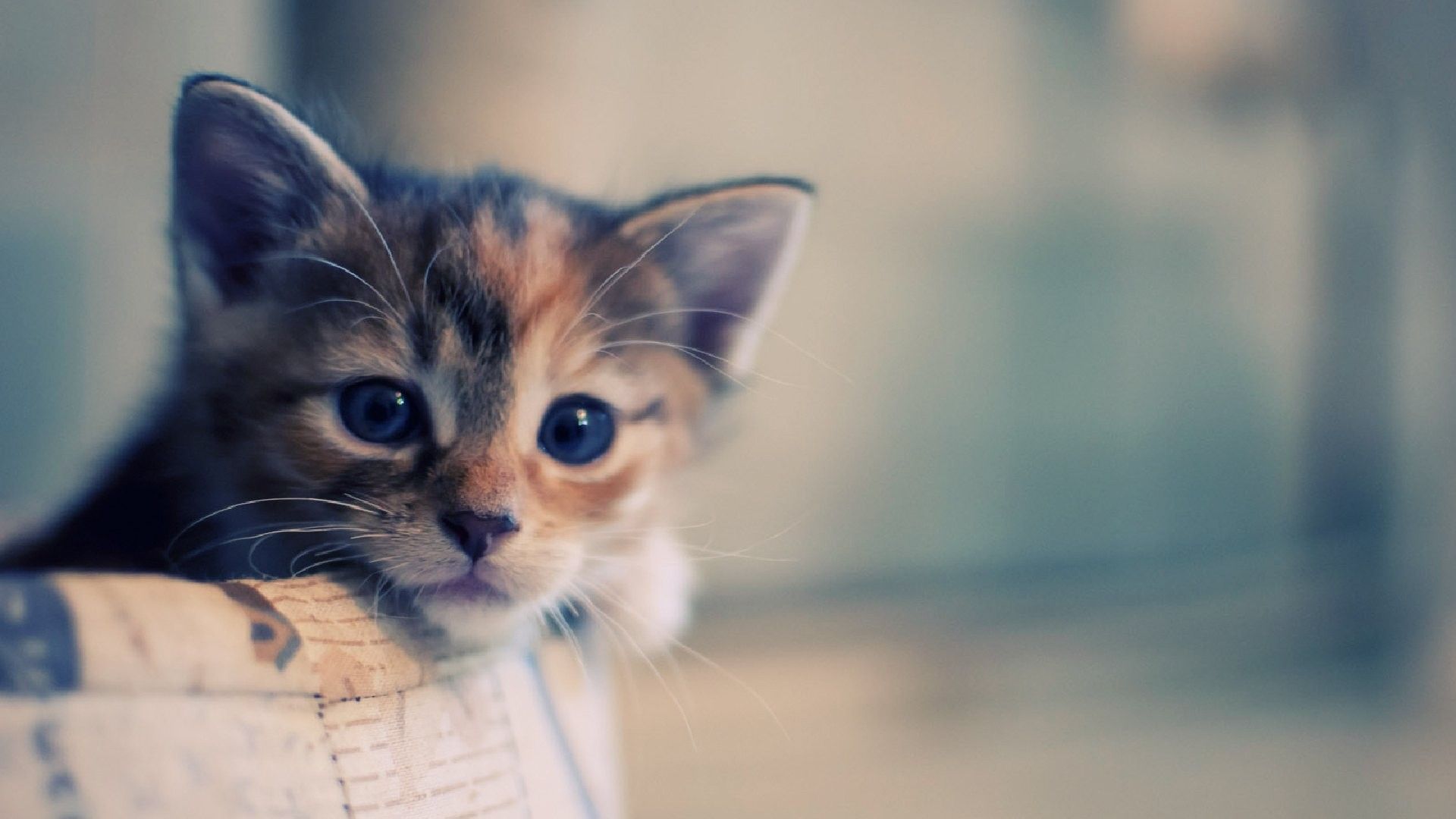 Detail Gambar Cat Hd Nomer 9