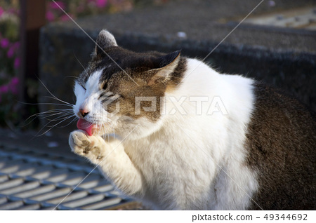 Detail Gambar Cat O2 Nomer 29