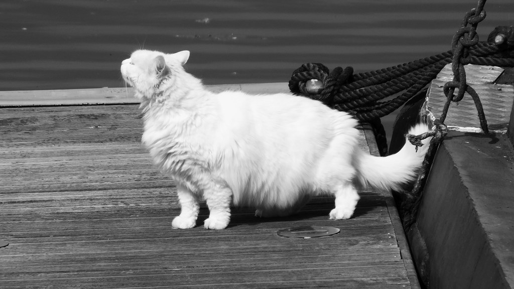 Detail Gambar Cat O2 Nomer 36