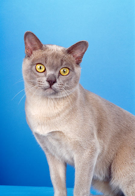 Detail Gambar Cat O2 Nomer 41