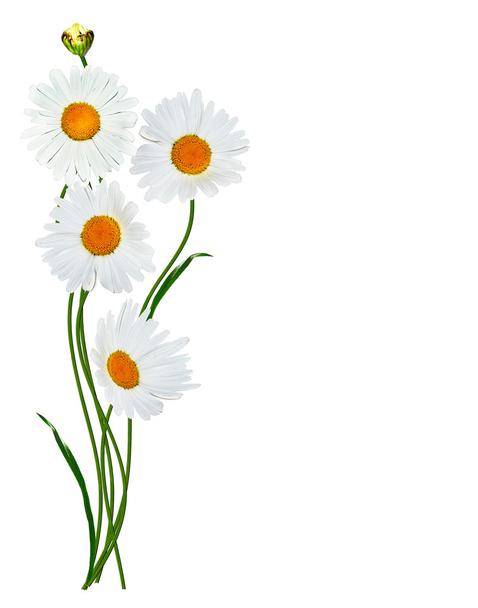 Detail Margeriten Zeichnen Nomer 17
