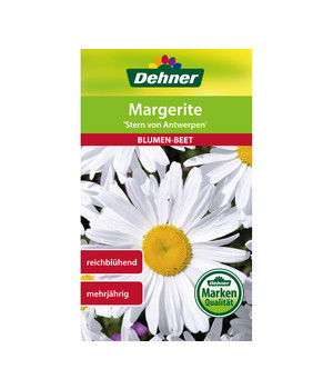 Detail Margeriten Zeichnen Nomer 21