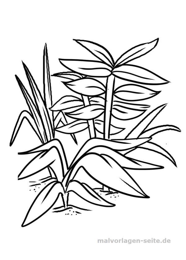 Detail Pflanzen Gezeichnet Nomer 10