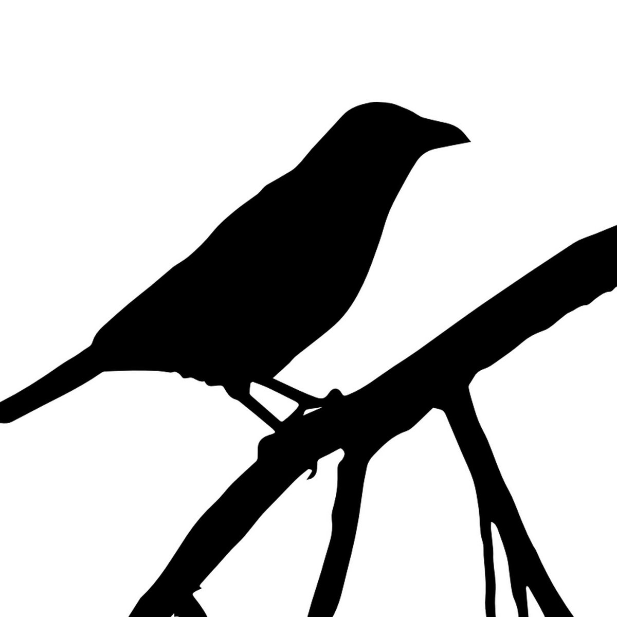 Schwarzer Vogel - KibrisPDR