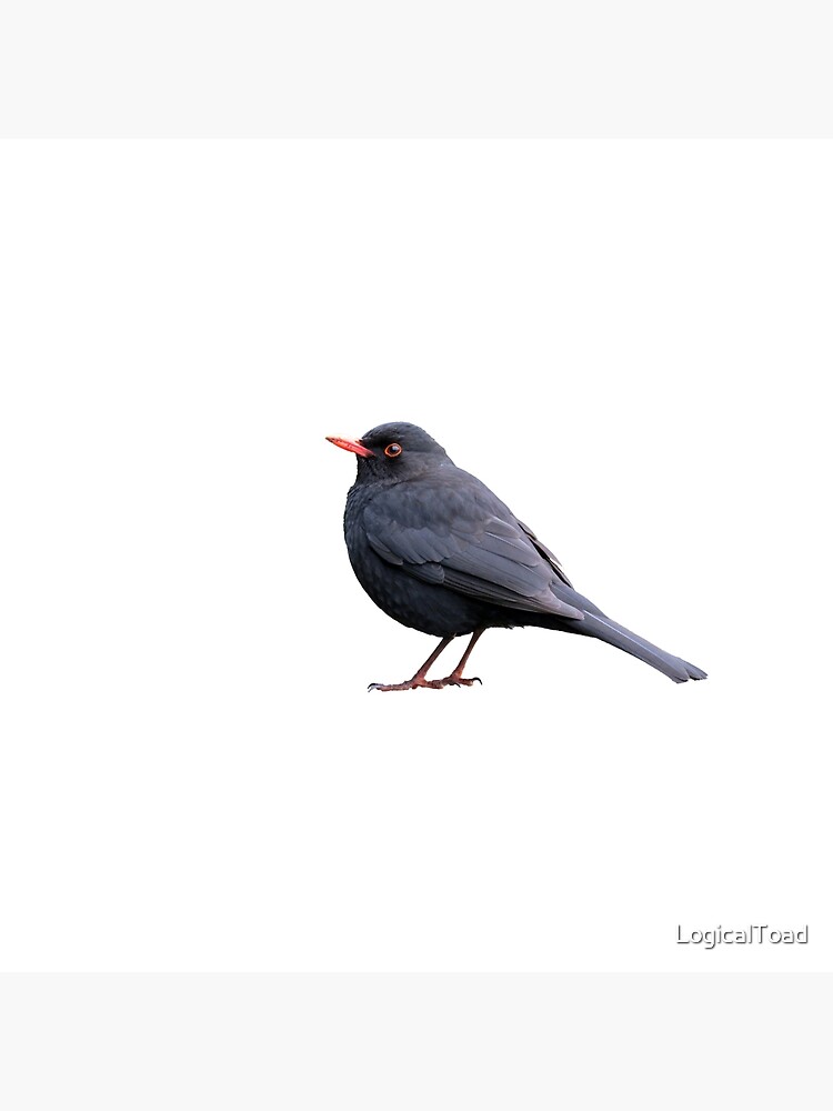 Detail Schwarzer Vogel Nomer 8