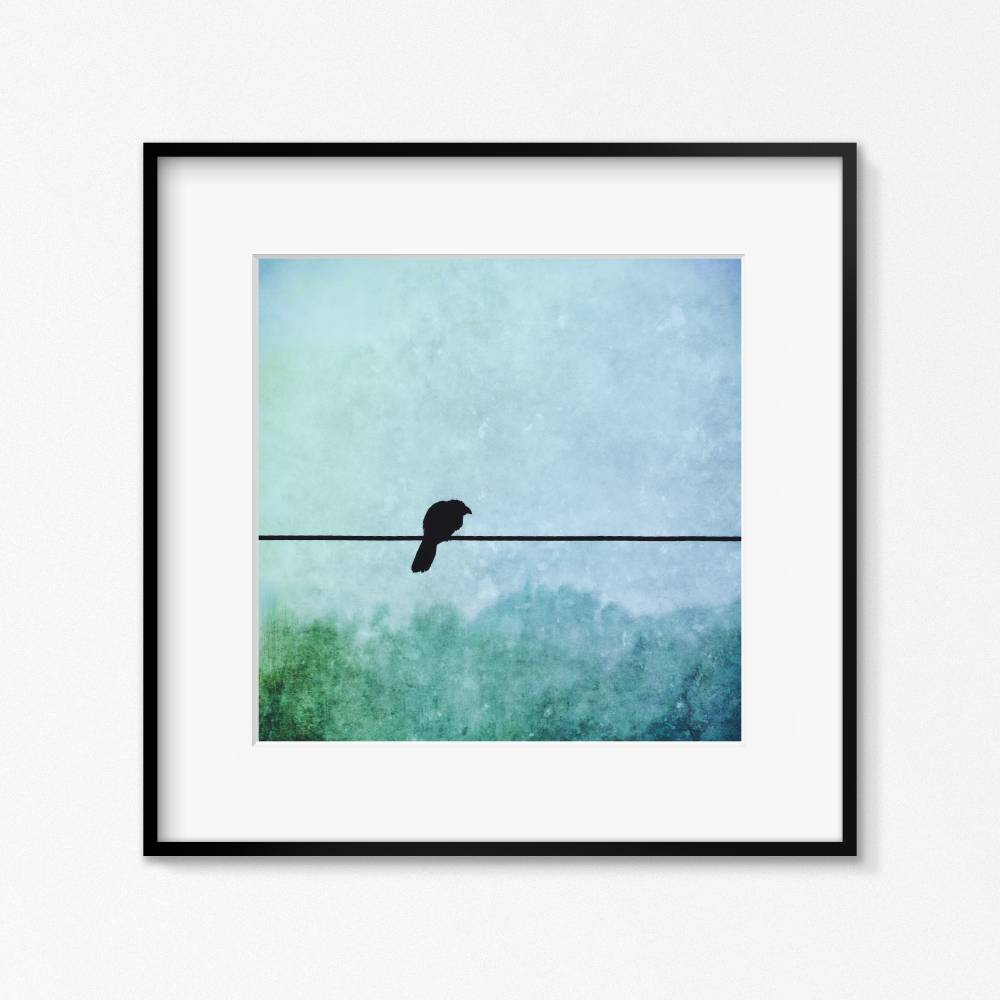 Detail Schwarzer Vogel Nomer 15