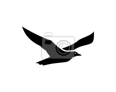 Detail Schwarzer Vogel Nomer 6