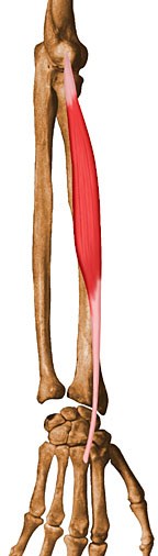 Detail Musculus Extensor Carpi Radialis Longus Nomer 8