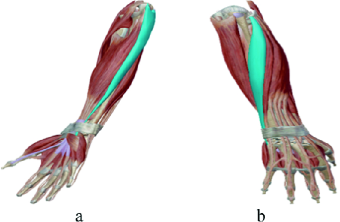 Detail Musculus Extensor Carpi Radialis Longus Nomer 2