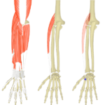 Detail Musculus Extensor Carpi Radialis Longus Nomer 7