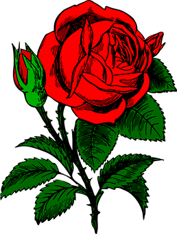 Detail Rose Stilisiert Nomer 6