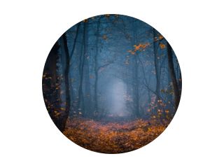 Detail Wald Im Gegenlicht Nomer 13