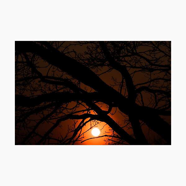 Detail Wald Im Gegenlicht Nomer 3