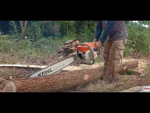 Detail Gambar Chainsaw Stihl Nomer 30
