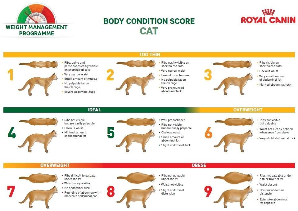 Detail Gambar Chart Cat Nomer 13