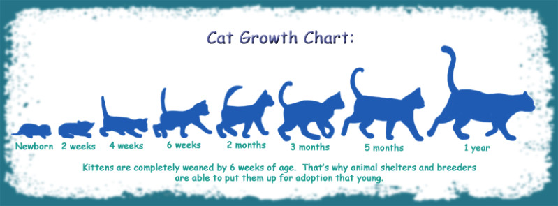 Detail Gambar Chart Cat Nomer 42