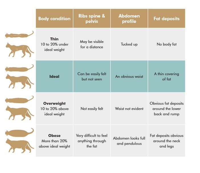 Detail Gambar Chart Cat Nomer 45