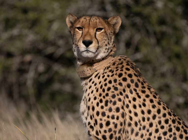 Detail Gambar Cheetah Nomer 24