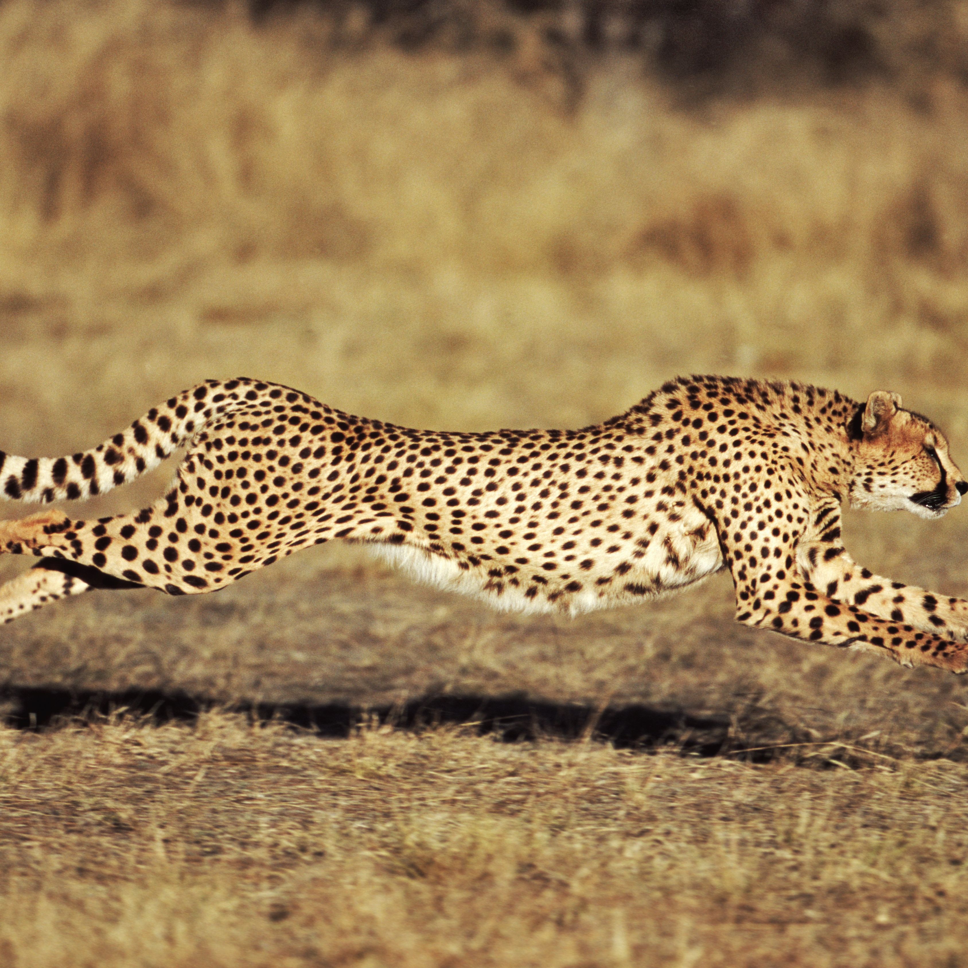 Detail Gambar Cheetah Nomer 37