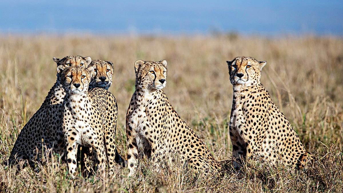 Detail Gambar Cheetah Nomer 53