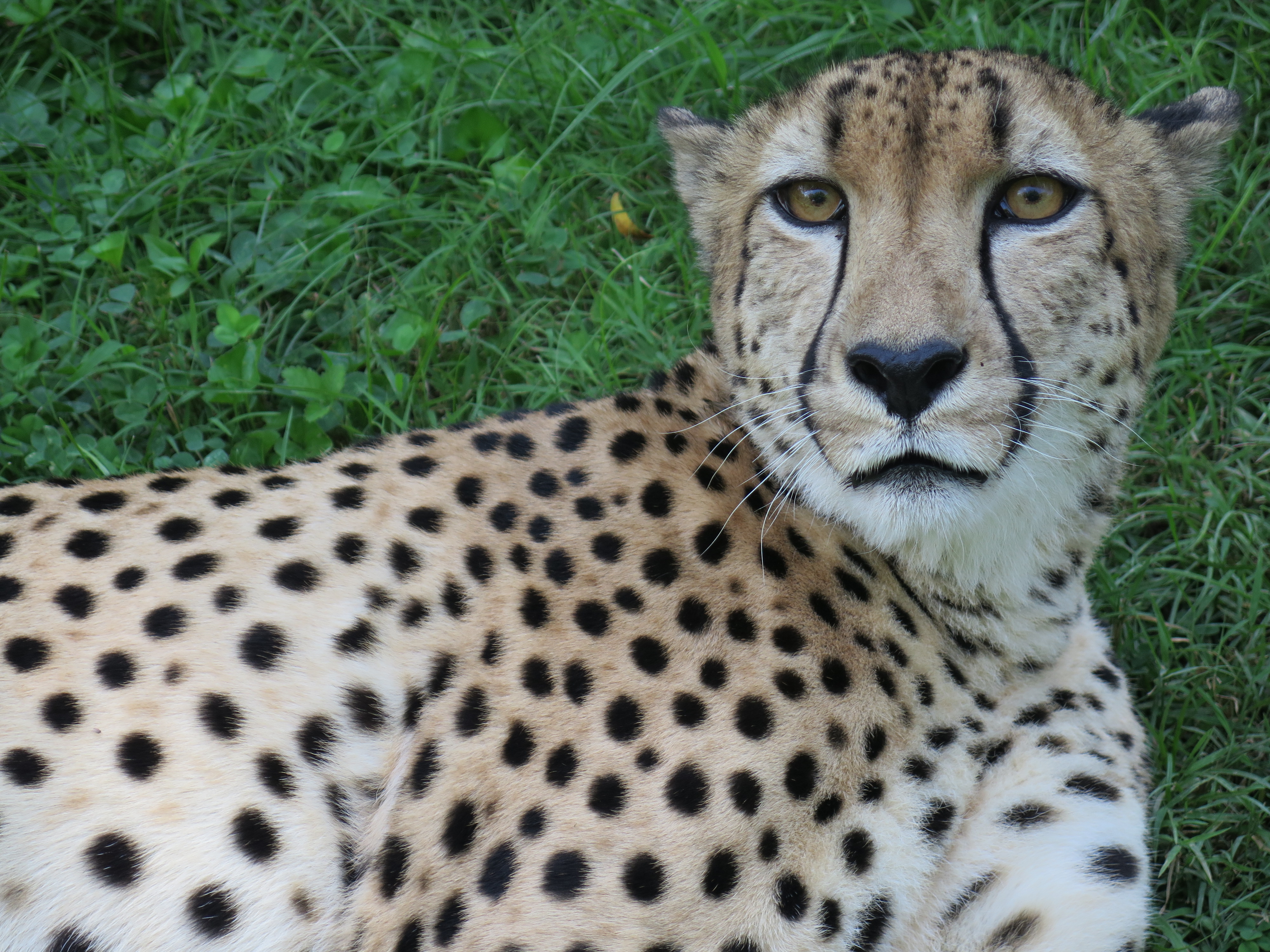 Detail Gambar Cheetah Nomer 56