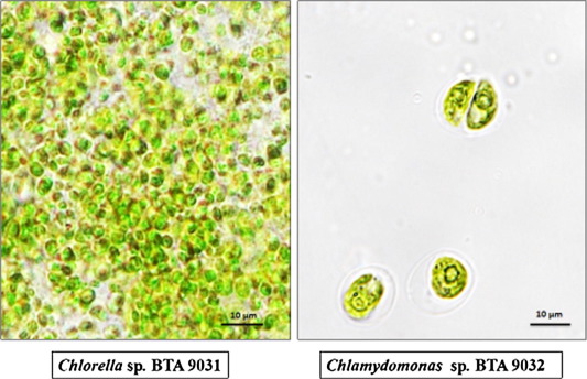 Detail Gambar Chlorella Sp Nomer 43