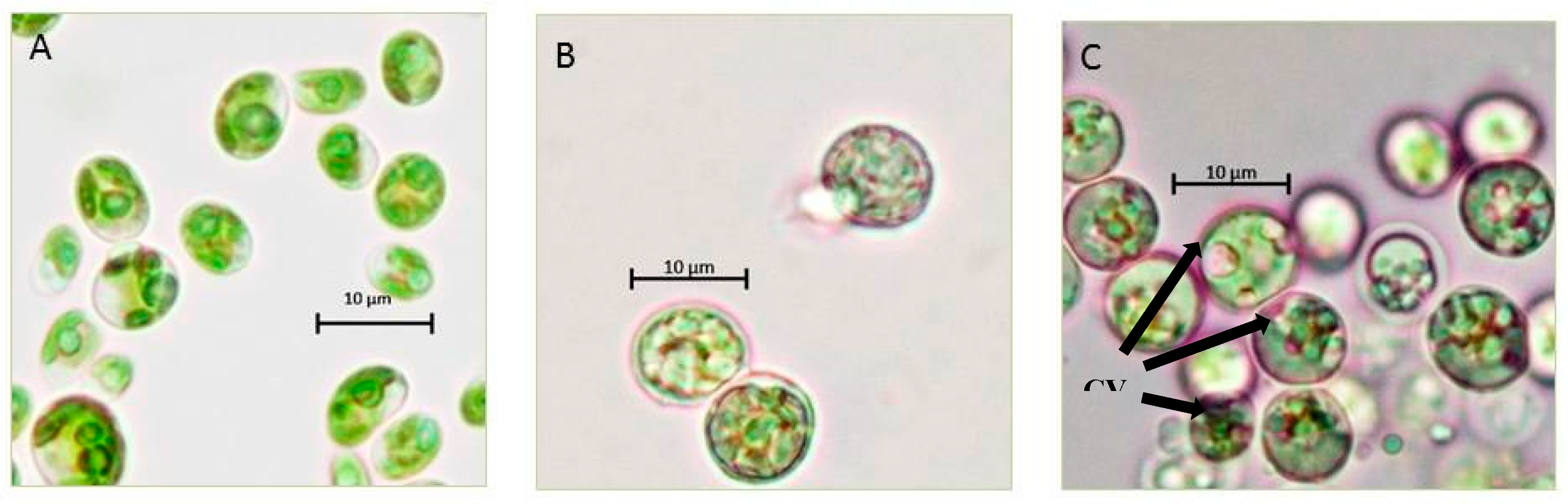 Detail Gambar Chlorella Sp Nomer 51