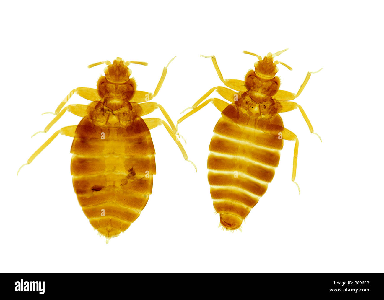 Detail Gambar Cimex Lectularius Nomer 18