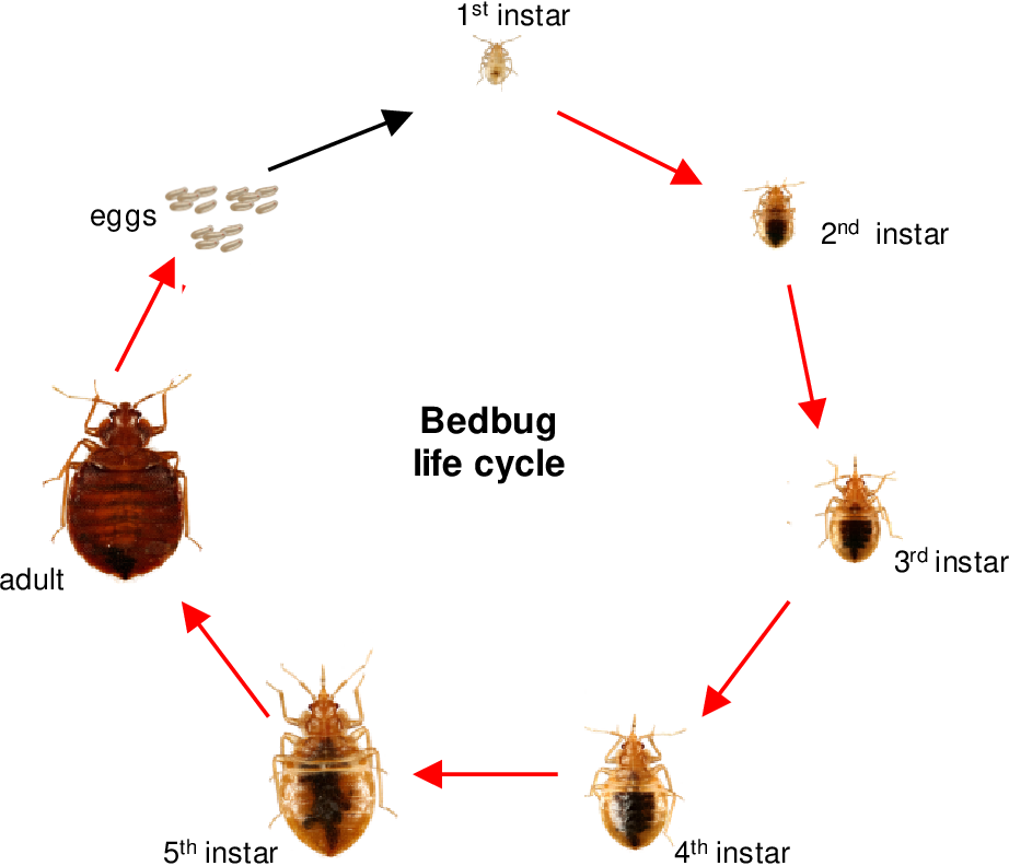 Detail Gambar Cimex Lectularius Nomer 23