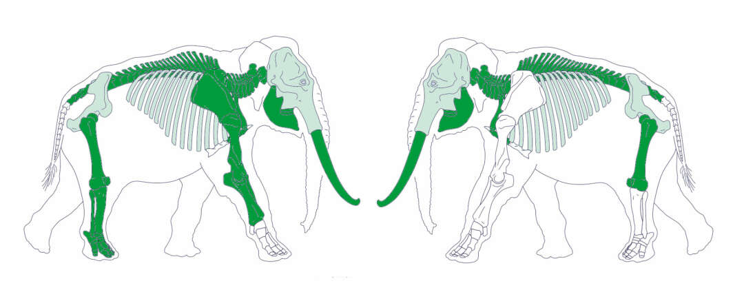 Detail Elefant Mit 2 Beinen Nomer 10