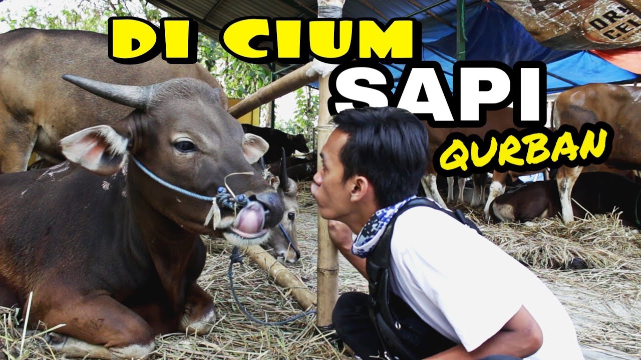 Detail Gambar Cium Sapi Nomer 15