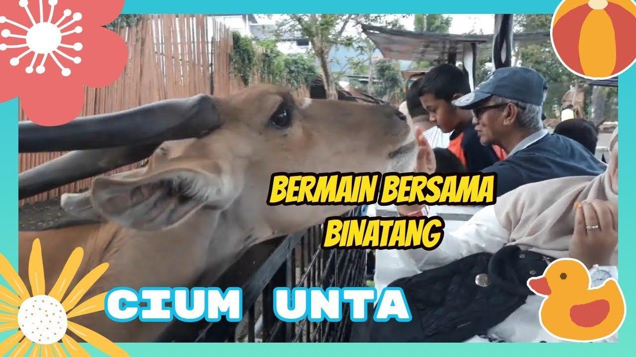 Detail Gambar Cium Sapi Nomer 36