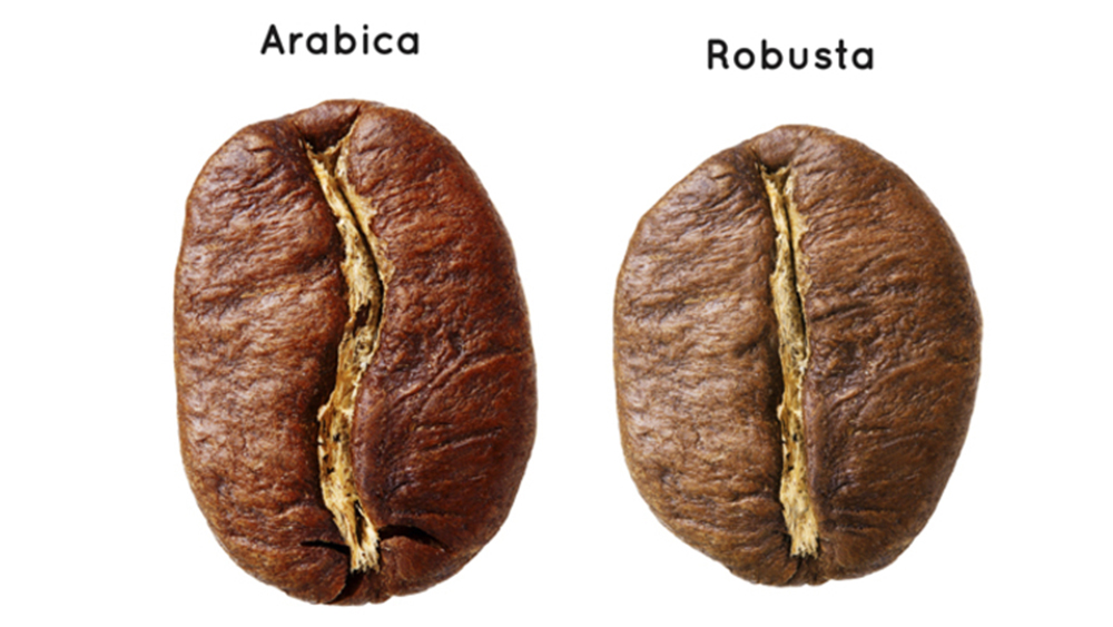 Detail Gambar Coffee Arabica Nomer 19