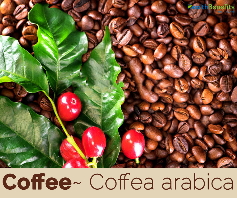 Detail Gambar Coffee Arabica Nomer 20