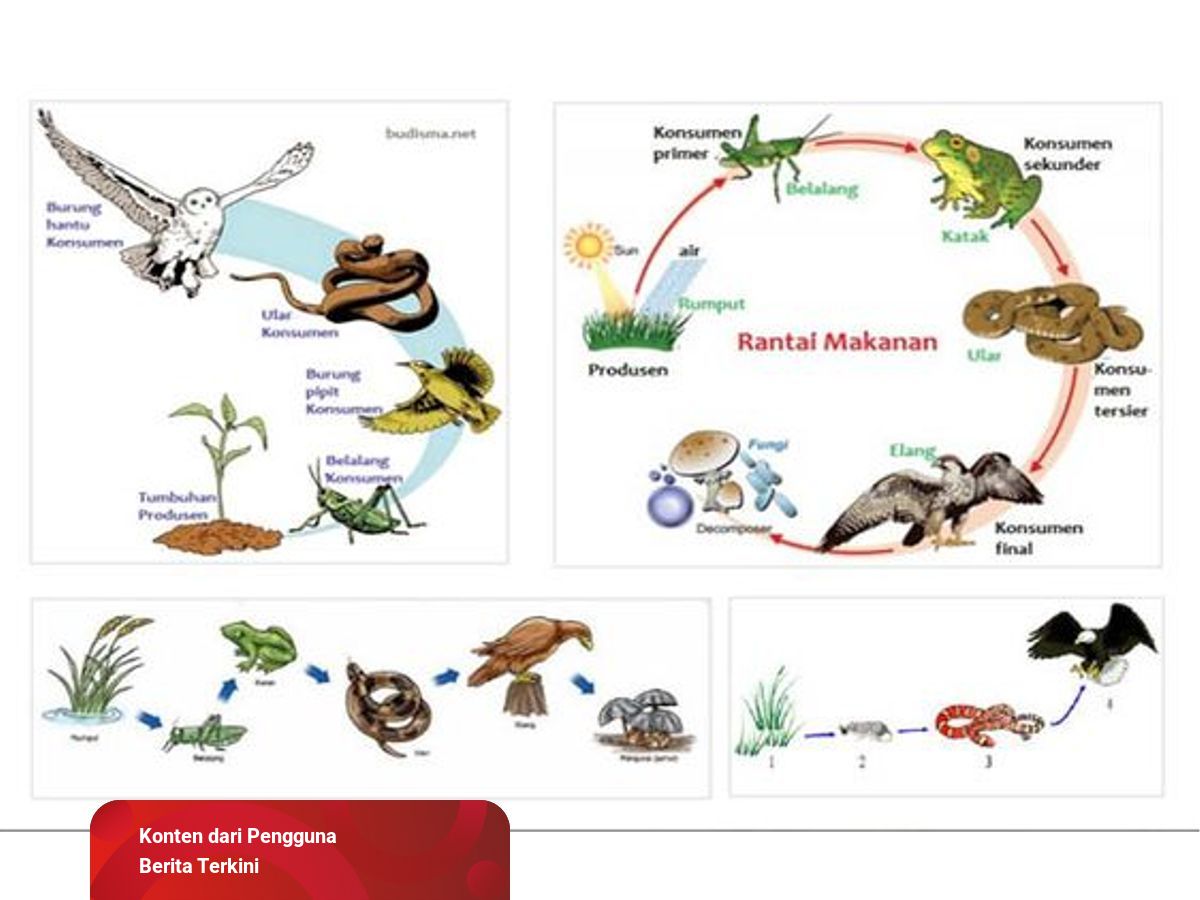 Detail Gambar Contoh Rantai Makanan Nomer 14