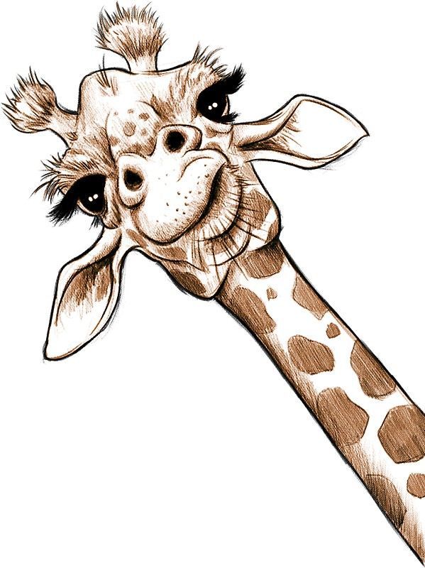 Giraffe Bleistiftzeichnung - KibrisPDR