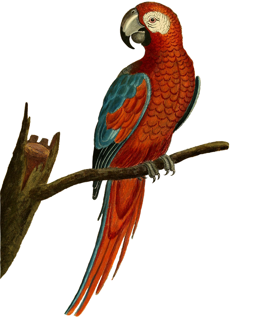 Detail Schwarzer Papagei Nomer 11