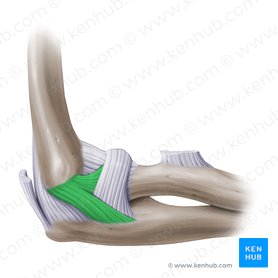 Detail Anatomie Ellenbogengelenk Nomer 10