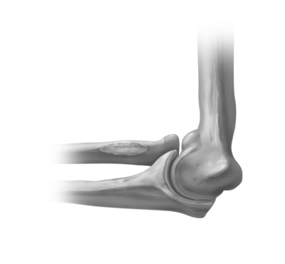 Detail Anatomie Ellenbogengelenk Nomer 13