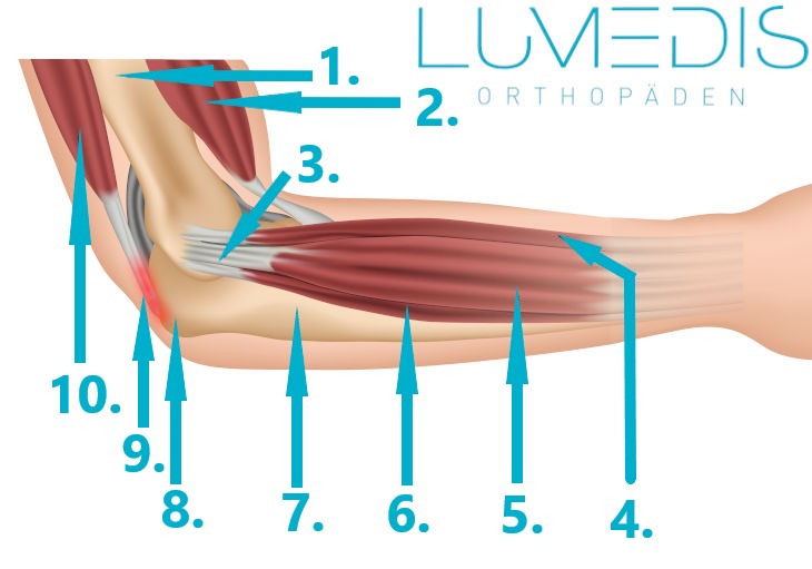 Detail Anatomie Ellenbogengelenk Nomer 4