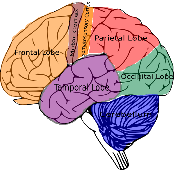 Detail Brain Clipart Nomer 22