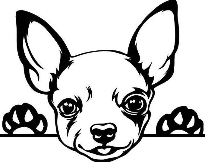 Detail Chihuahua Skizze Nomer 11