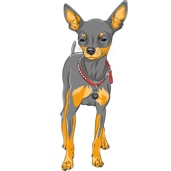 Detail Chihuahua Skizze Nomer 5