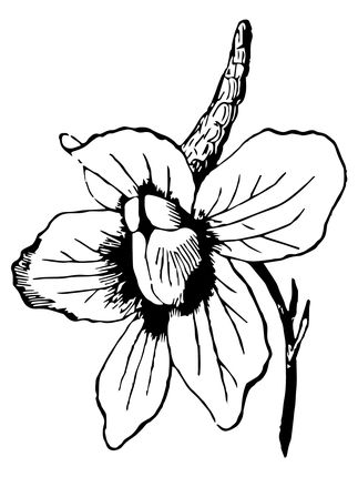 Delphinium Drawing - KibrisPDR