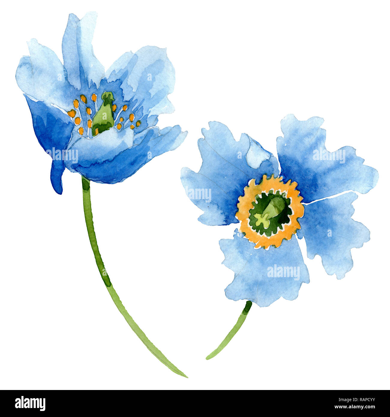 Detail Delphinium Drawing Nomer 12